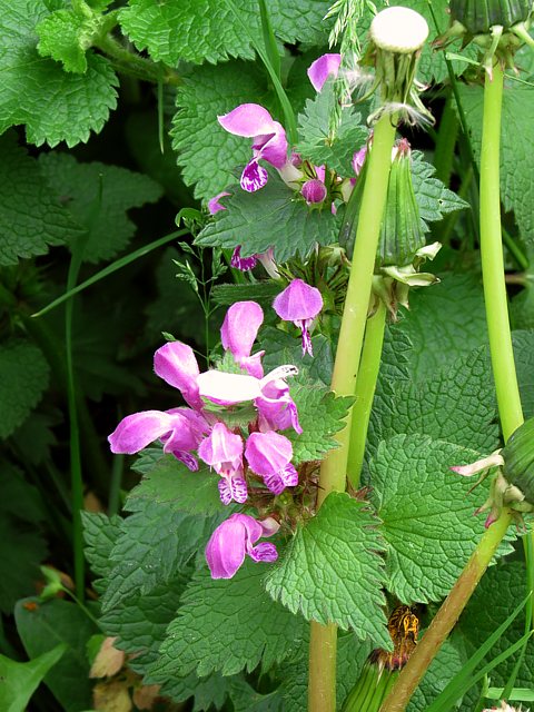 Lamier macul, lamium maculatum