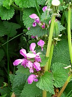 Lamier maculé, lamium maculatum