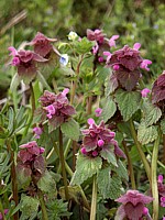 Lamier pourpre, lamium purpureum
