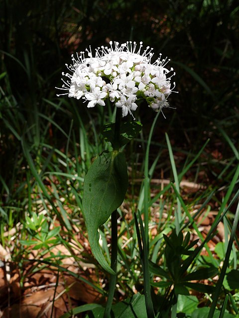 Ldum des marais, ledum palustre