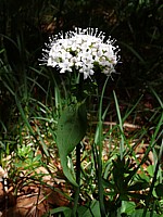 Lédum des marais, ledum palustre