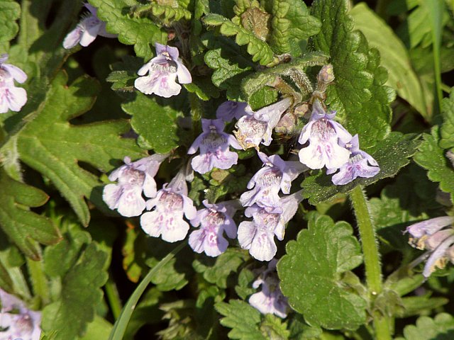 Lierre terrestre, glechoma hederacea