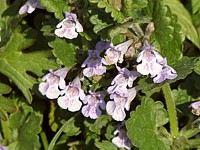 Lierre terrestre, glechoma hederacea