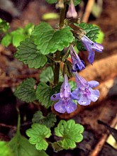 Lierre terrestre, glechoma hederacea