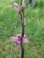 Limodore à feuilles avortées, limodorum abortivum
