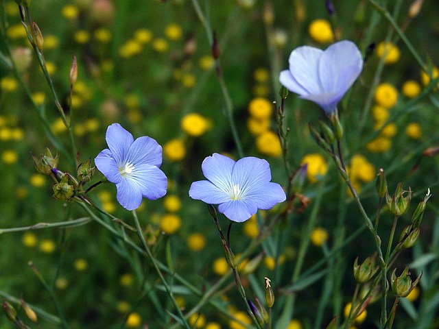 Lin cultiv, linum usitatissimum