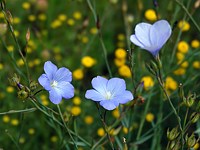 Lin cultivé, linum usitatissimum