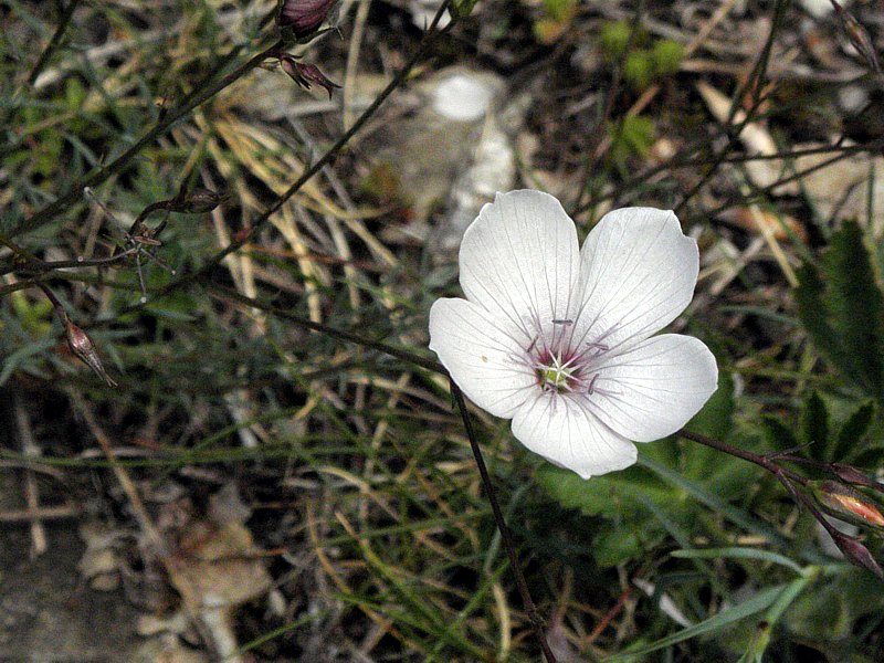 Lin � feuilles menues, linum tenuifolium