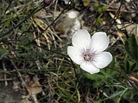 Lin à feuilles menues, linum tenuifolium