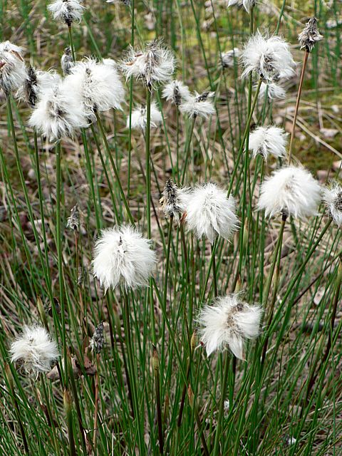 Linaigrette - eriophorum augustifolium