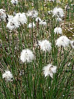 Linaigrette, eriophorum augustifolium