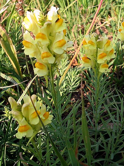 Linaire commune - linaria vulgaris