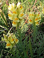 Linaire commune, linaria vulgaris