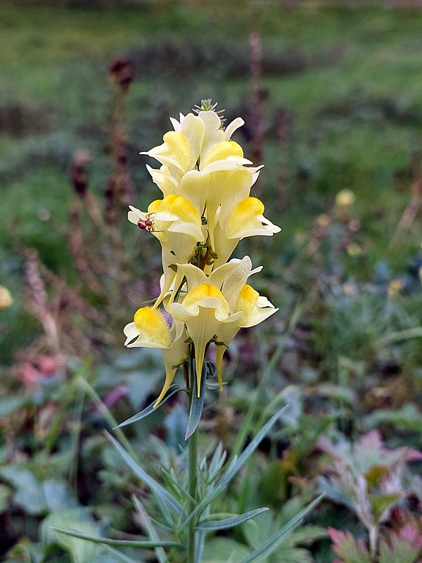 linaire commune, linaria vulgaris