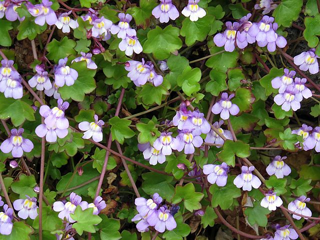 Linaire des murs, cymbalaria muralis