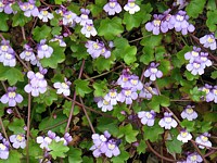 Linaire des murs, cymbalaria muralis