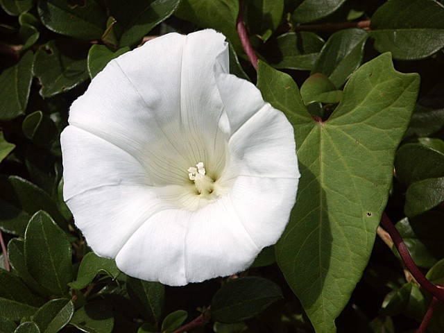 Liseron des haies - calystegia sepium