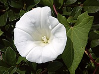 Liseron des haies, calystegia sepium