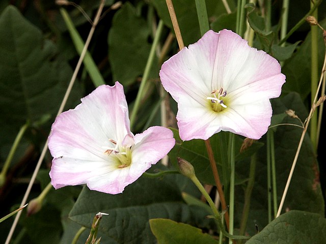 Liseron des champs, convolvulvus arvensis