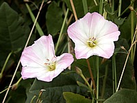 Liseron des champs, convolvulvus arvensis