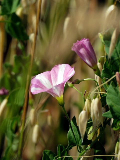 Liseron des champs, convolvulvus arvensis