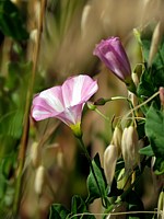 Liseron des champs, convolvulvus arvensis