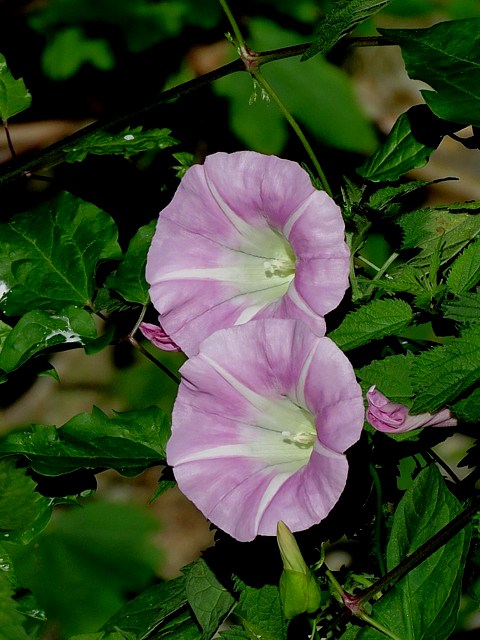 Liseron des forêts, calystegia silvatica