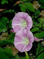 Liseron des forêts, calystegia silvatica