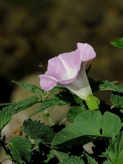 Liseron des forêts, calystegia silvatica