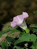 Liseron des forêts, calystegia silvatica
