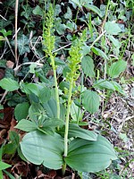 Listère ovale, listera ovata