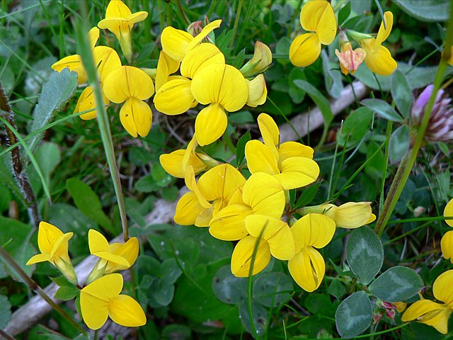 Lotier corniculé, lotus corniculatus