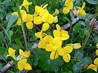 Lotier corniculé, lotus corniculatus