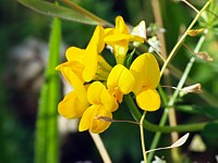 Lotier corniculé, lotus corniculatus