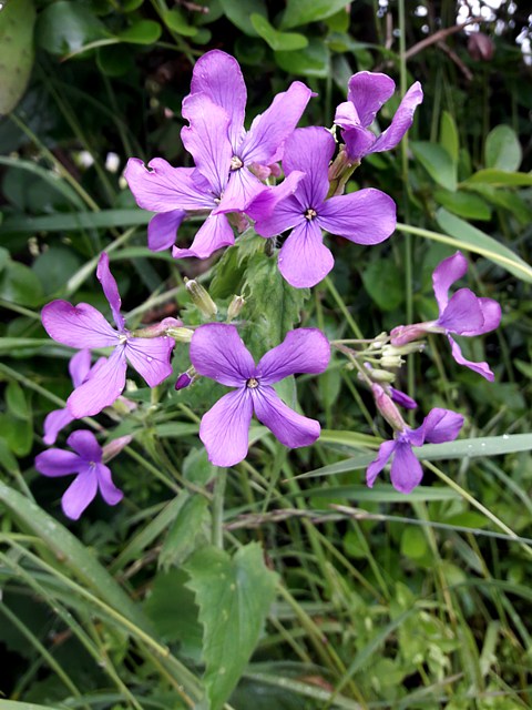 Lunaire annuelle, lunaria annua