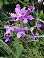 Lunaire annuelle, lunaria annua