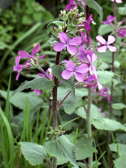 Lunaire annuelle, lunaria annua