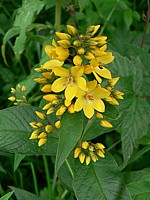 Grande lysimaque, lysimachia vulgaris