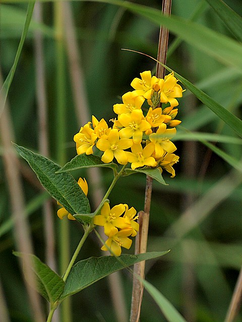 Grande lysimaque - lysimachia vulgaris
