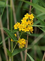 Grande lysimaque, lysimachia vulgaris