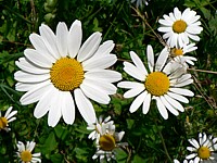 Grande marguerite, leucanthemum vulgare