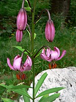 Lis martagon, lilium martagon