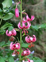 Lis martagon, lilium martagon