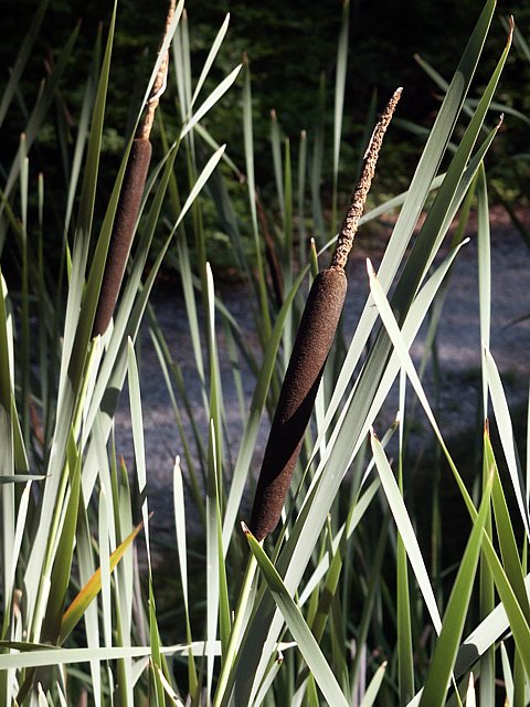 Massette, typha, typha augustifolia