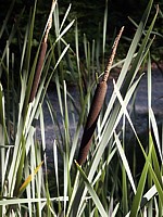Massette, typha, typha latifolia