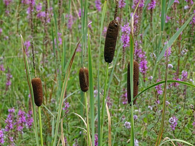 Massette, typha