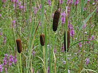Massette, typha