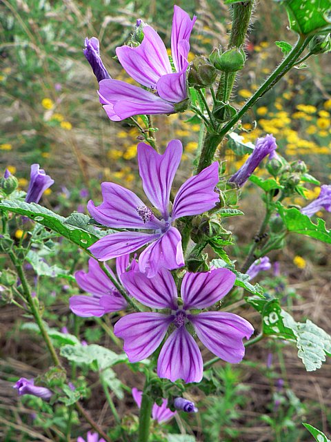 Mauve des bois - malva sylvestris