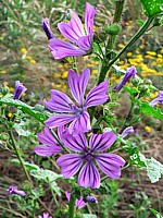 Mauve des bois, malva sylvestris