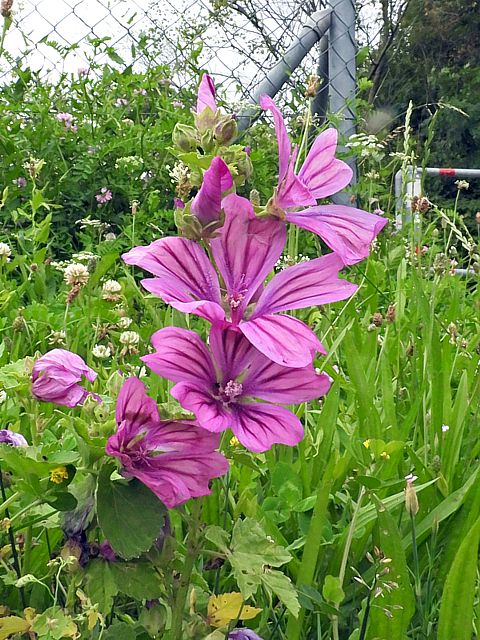 Mauve des bois, malva sylvestris